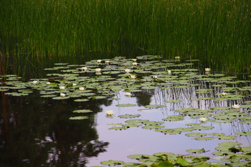 White water lilies and green leaves on the water surface.
