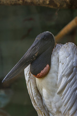 Brazilian Yabiru (Jabiru stork, Jabiru mycteria) is a large stork found in the Americas from Texas to Argentina. The name means "swollen neck". The jabiru lives in large groups near rivers and ponds © DmitriiK