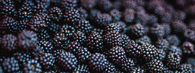 Horizontal banner fill the frame with ripe blackberries. Collection, seasonal fruits, harvesting, antioxidant, diet concept.