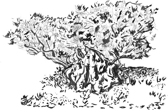 Old Tree ink sketch