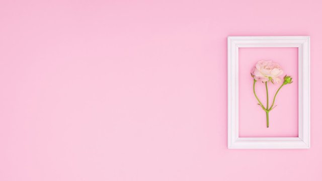 White frame appear on right side and romantic rose come inside on pink theme. Stop motion 