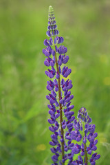 Macro photo of purple lupine flowers