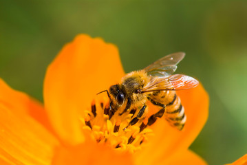 Close-up of cosmos flowers with the bee in the outdoor garden.