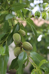 Obraz premium Flor del almendro