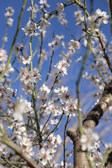 Flor del almendro