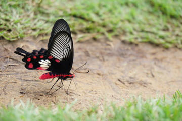 Fototapeta na wymiar Close up butterfly on the ground with copy space.