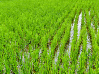 green rice fiald background or green leaves of wheat seedling farming in thailand