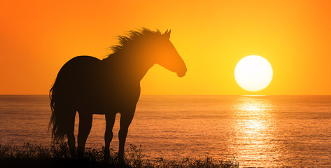 Free horse at sunset © ginettigino