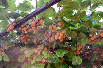 Ripe kiwi fruit on the branch