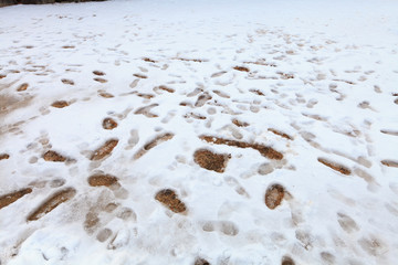 Confused footprints on snow.
