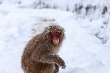 Wild Japanese macaque (Macaca fuscata), also known as the snow monkey in the snow at Jigokudani snow monkey park, Yamanouchi, Shimotakai District, Nagano Prefecture, Japan.
