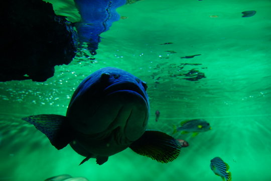 Giant frouper, Epinephelus lanceolatus. Aquarium, Tokyo, Japan. Giant blue fish.