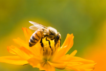 Close-up cosmos flowers with the bee, in the outdoor garden.