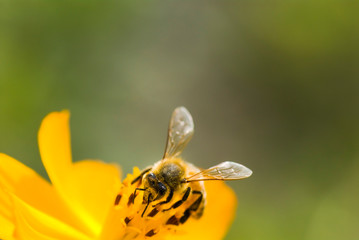 Focus on bee collecting nectar in the cosmos flowers