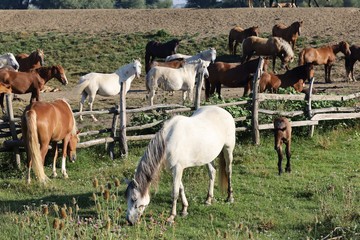 Many horses graze on the farm