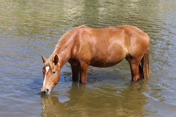 A brown horse drinks water from a river