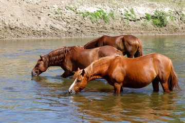 Beautiful brown horses drink water from the river