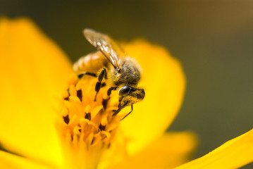 Close-up cosmos flowers with the bee in the outdoor garden.