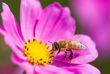 Close-up cosmos flowers with the bee, in the outdoor garden.