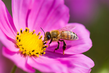 Focus on bee collecting nectar in the cosmos flowers