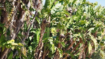 Wild growing banana bushes in Portugal