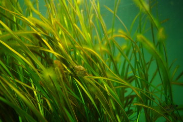 Seaweed bed, Seaweed forest of Tokyo bay. Aquarium, Tokyo, Japan.