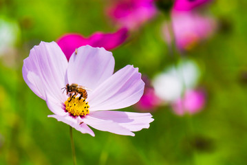 Close-up cosmos flowers with the bee on nature, outdoor garden