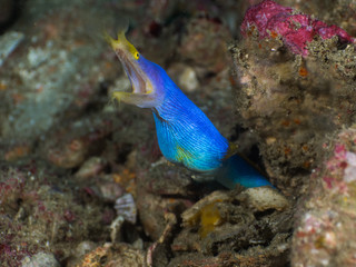Blue Ribbon eel leaning out of its burrow (Mergui, Myanmar)