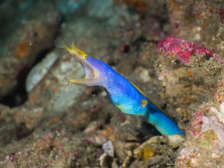 Blue Ribbon eel leaning out of its burrow (Mergui, Myanmar)