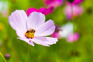 Close-up cosmos flowers with the bee, in the outdoor garden.
