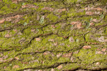 Pine bark texture