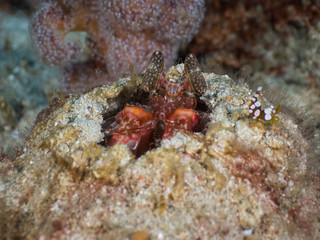 Lisa's mantis shrimp lurking in its burrow