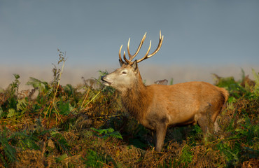 Red deer stag standing in the field of ferns