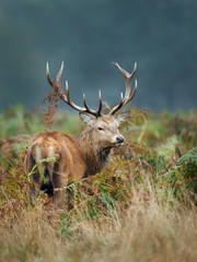 Red deer stag standing in the field of ferns