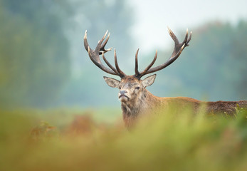 Red deer stag in mist during rutting season