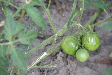 green tomatoes on a branch in the garden