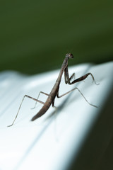 Chinese mantis (Tenodera sinensis) - Praying Mantis isolated on green background. vertical shot.