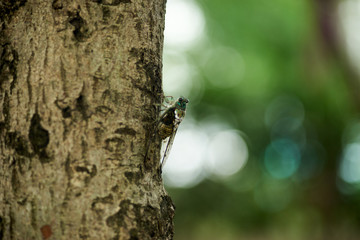 8月・ミンミンゼミ・樹木・幹・アップ