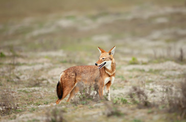 Fototapeta premium Close up of a rare and endangered Ethiopian wolf