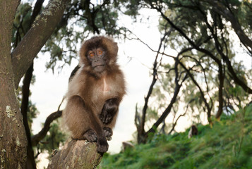 Naklejka na ściany i meble Baby Gelada monkey sitting on a tree branch