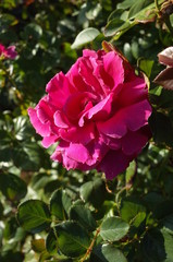 Obraz premium Pink Flower of Rose 'Glamorous Ruffle' in Full Bloom 