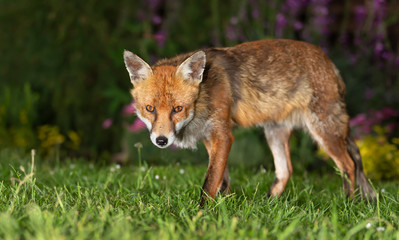 Close up of a red fox standing on green grass