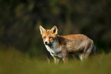 Close up of a young Red fox standing in grass