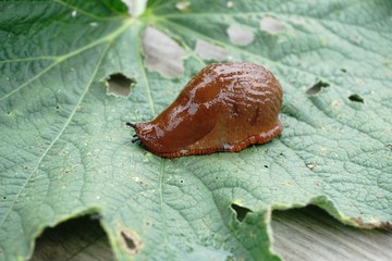 One Spanish slug (arion vulgaris) on the green leaves in the garden. Closeup of garden slug (arion rufus). Invasive animal species. Gardening problem