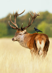Red deer stag with a jackdaw sitting on a back