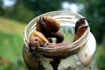 Spanish slug (arion vulgaris) on a glass jar. Closeup of garden slug (arion rufus). Invasive animal species.
