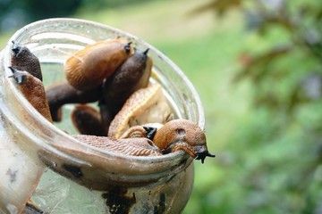 Spanish slug (arion vulgaris) on a glass jar. Closeup of garden slug (arion rufus). Invasive animal species.