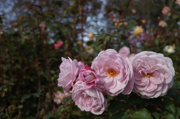 Light Pink Flower of Rose 'Gletscher' in Full Bloom
