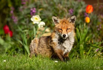 Red fox lying on grass with flowers in the background