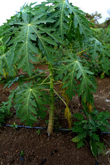 baby papaya plant in the farm , taivan papaya